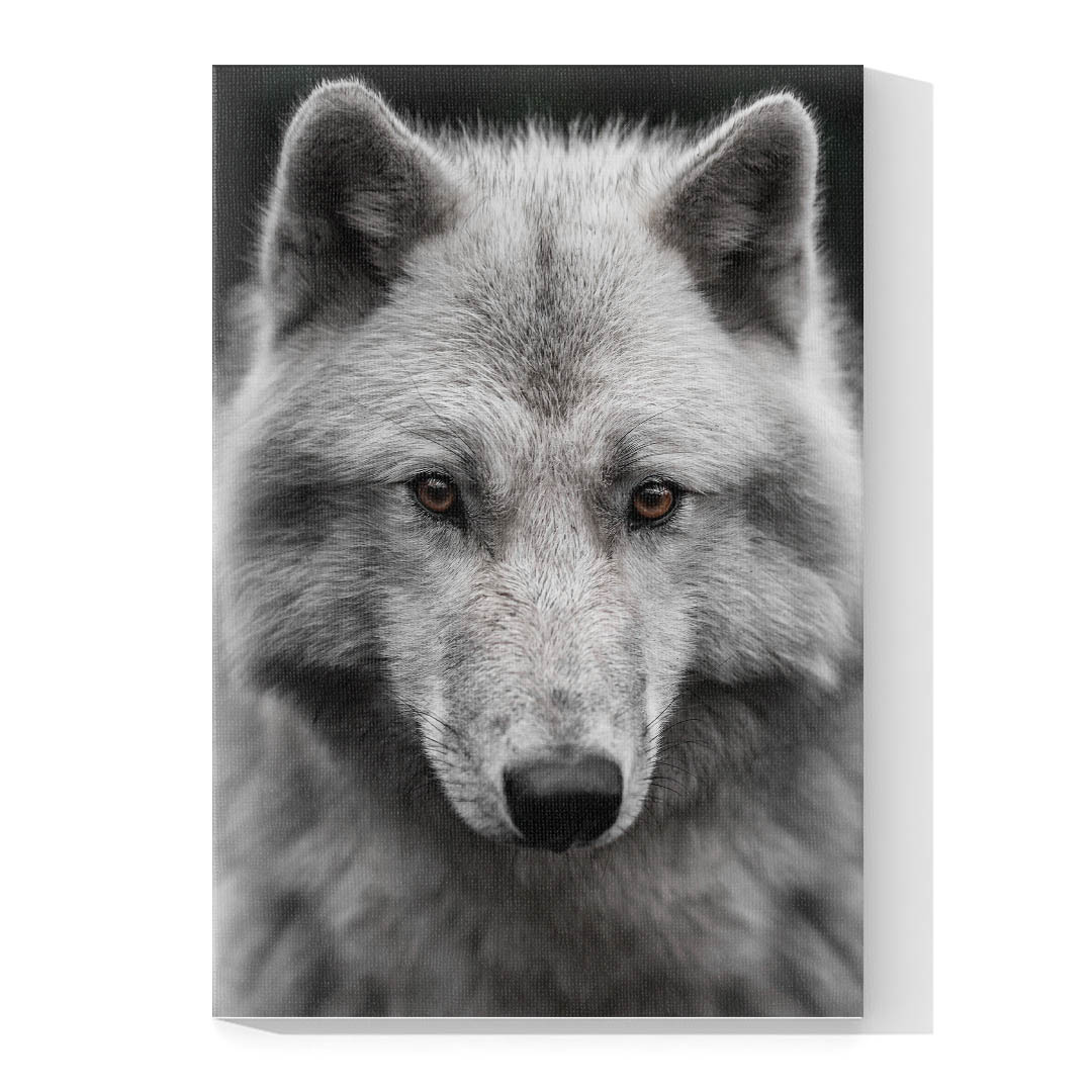 Cuadro Decorativo Lobo Gris #03 90 X 45