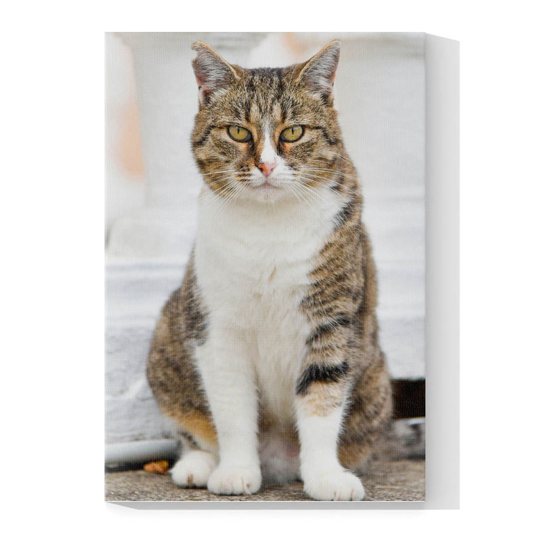 Cuadro Decorativo de Gato Atigrado con Blanco #520  45 X 30