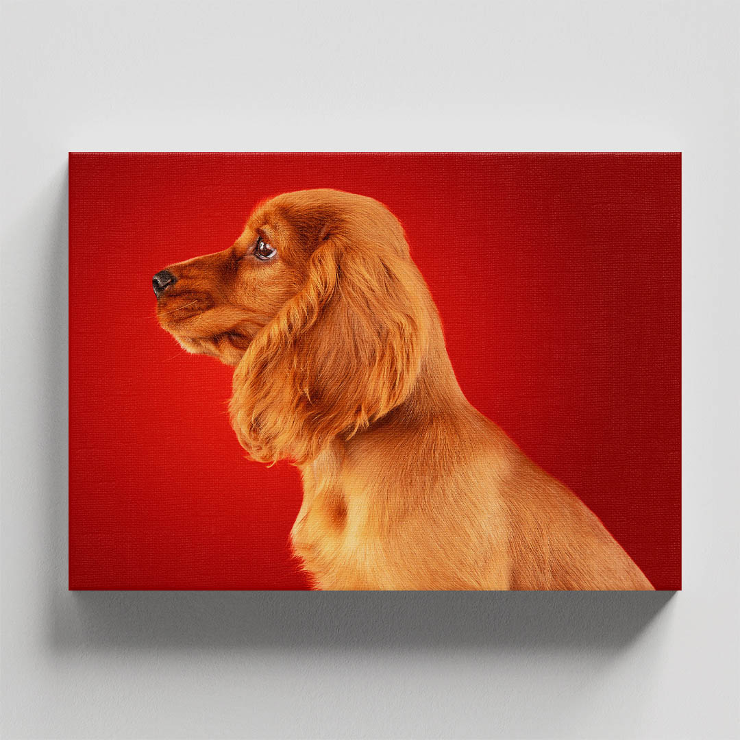 Cuadro Decorativo de Perro Golden Retriver #59  45 X 30