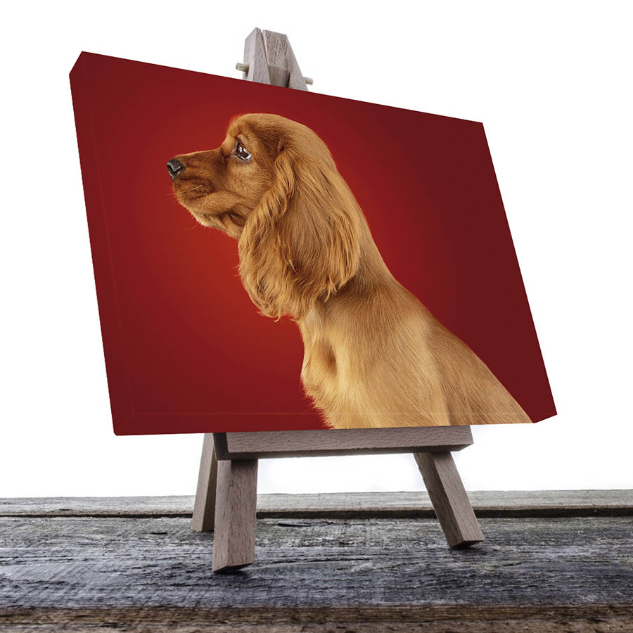 Cuadro Decorativo de Perro Golden Retriver #59  45 X 30