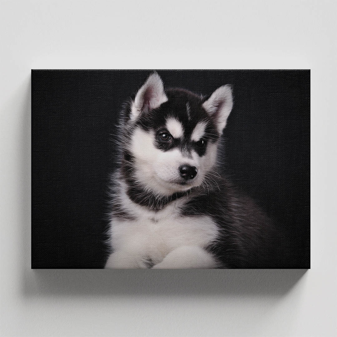 Cuadro Decorativo de Perro Husky Gris#05  45 X 30