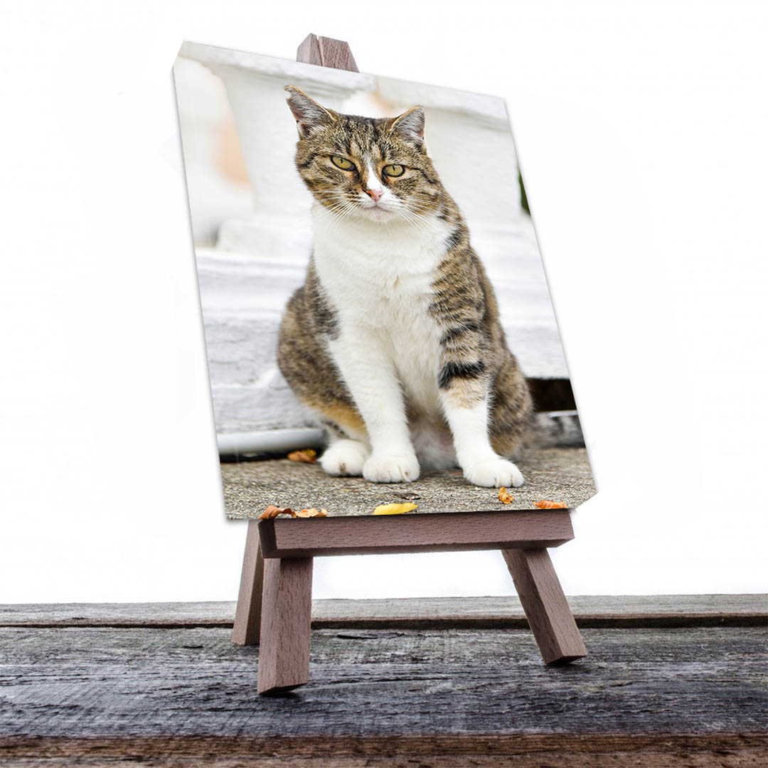 Cuadro Decorativo de Gato Atigrado con Blanco #520  45 X 30