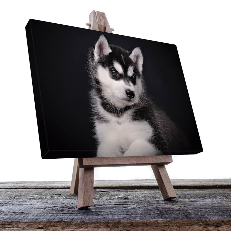 Cuadro Decorativo de Perro Husky Gris#05  45 X 30