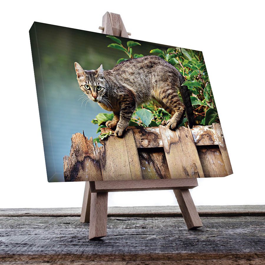 Cuadro Decorativo de Gato Gris con Café #44  120 X 80