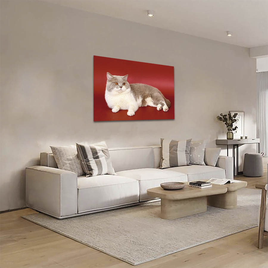 Cuadro Decorativo de Gato Gris y blanco #19  90 X 60