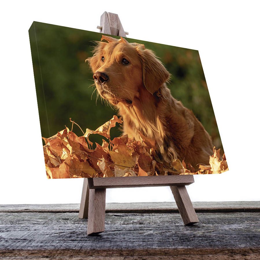 Cuadro Decorativo de Perro Golden Retriver #42  120 X 60