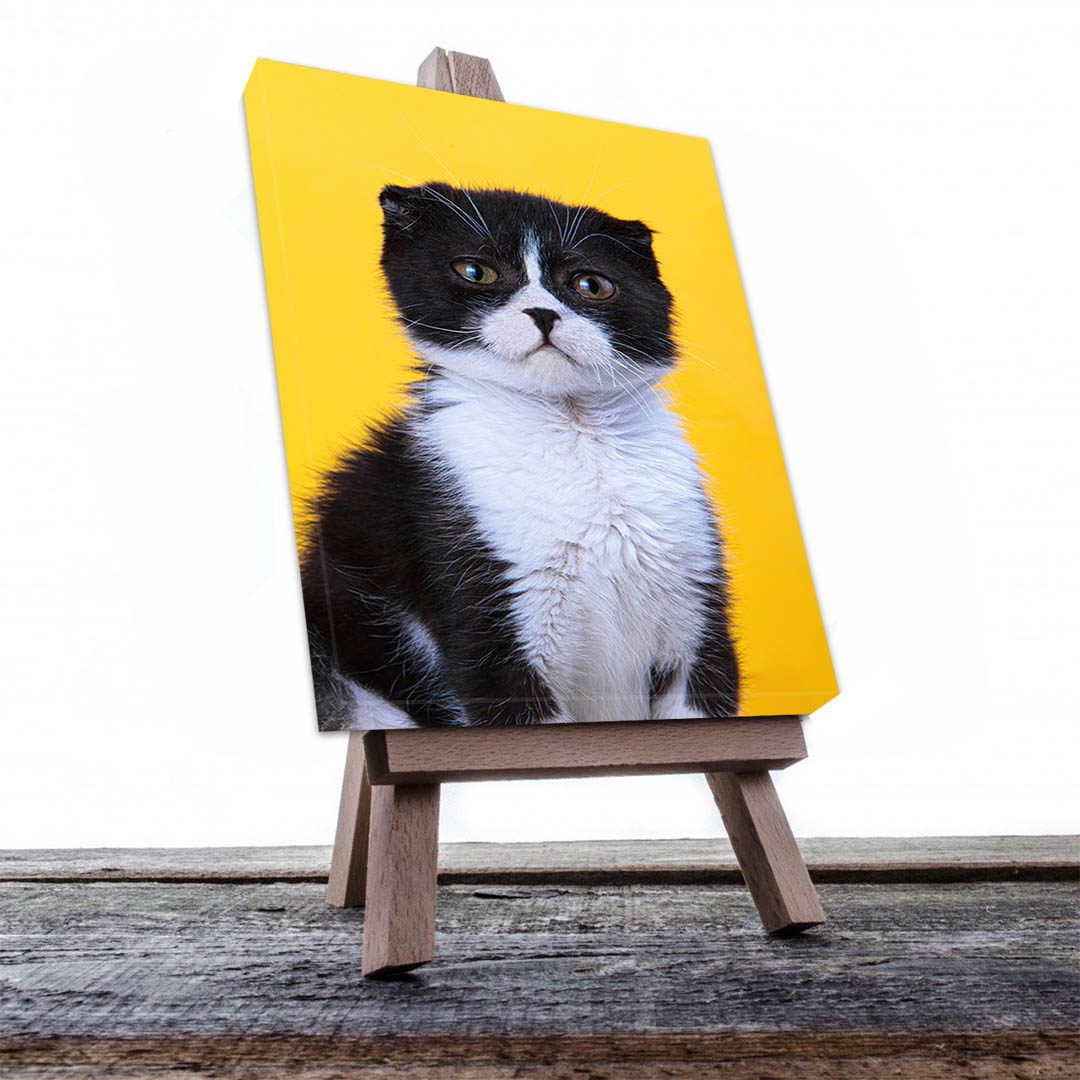 Cuadro Decorativo de Gato Negro con Blanco #503  120 X 60