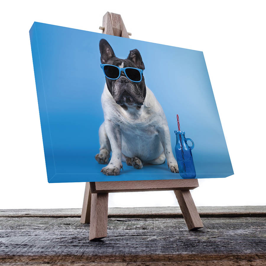 Cuadro Decorativo de Perro Pug Blanco con Lentes #25  90 X 45
