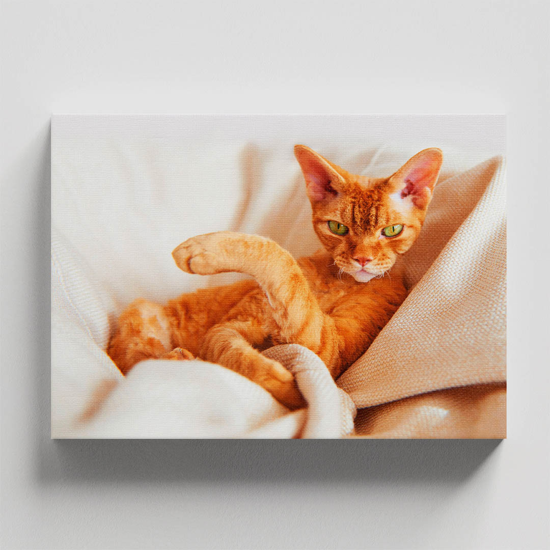 Cuadro Decorativo de Gato Café #23  135 X 90