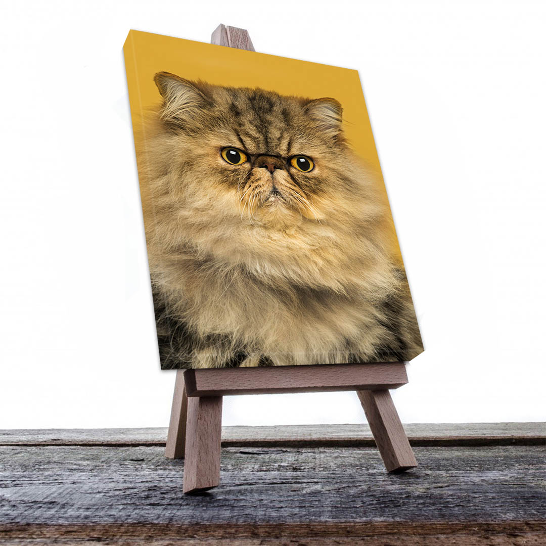 Cuadro Decorativo de Gato Persa Miel #547  90 X 45