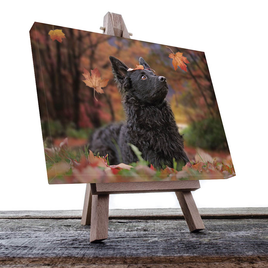 Cuadro Decorativo de Perro Pastor Croata #31  90 X 60