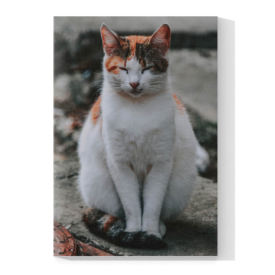 Cuadro Decorativo de Gato Blanco con Café #540  90 X 60