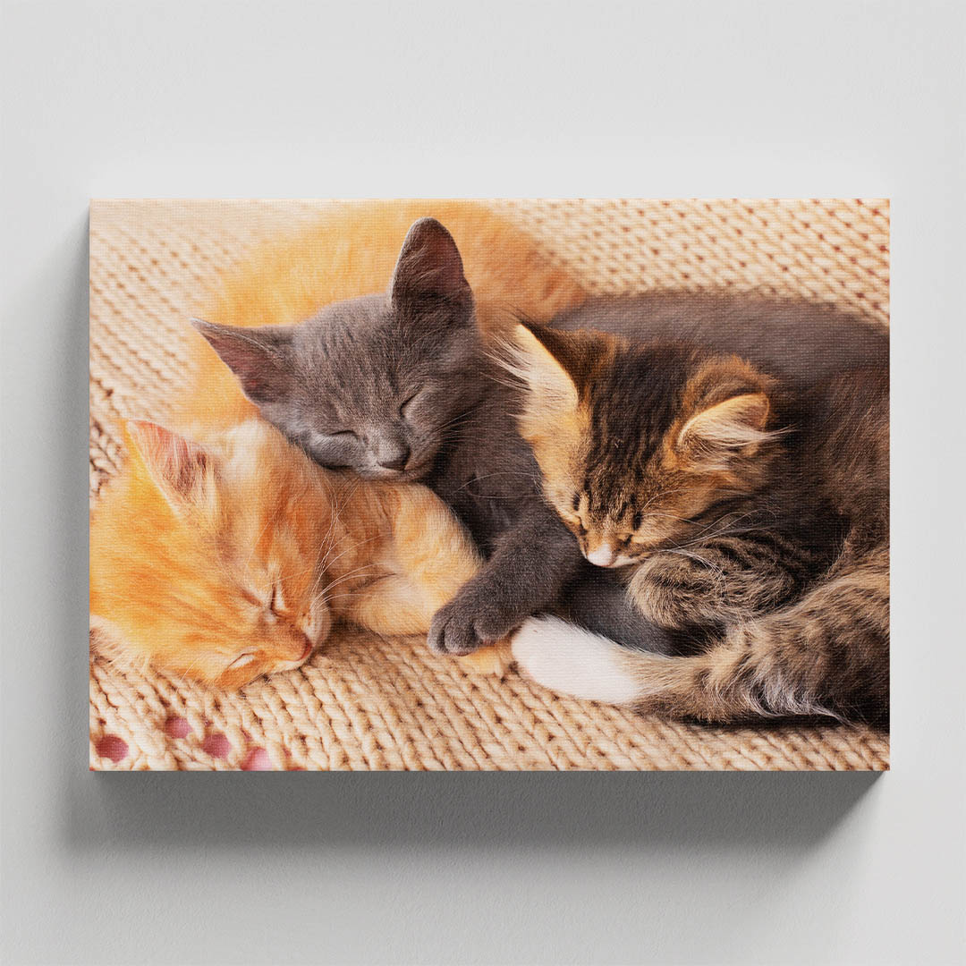 Cuadro Decorativo de Gatos Gris y Café #29  120 X 60
