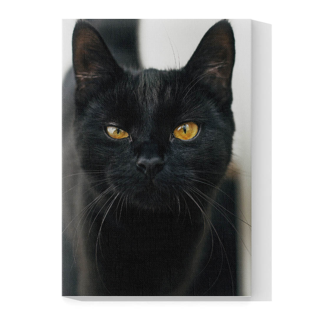 Cuadro Decorativo de Gato Negro #534  120 X 60