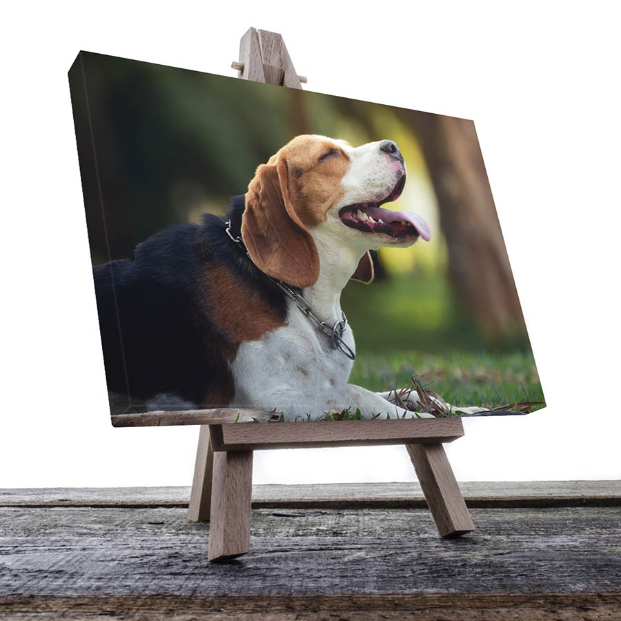 Cuadro Decorativo de Perro Beagle Riendo#32  135 X 90