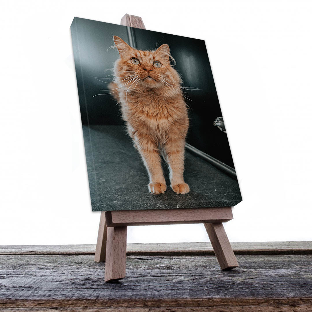 Cuadro Decorativo de Gato Atigrado Café Claro #530  60 X 40