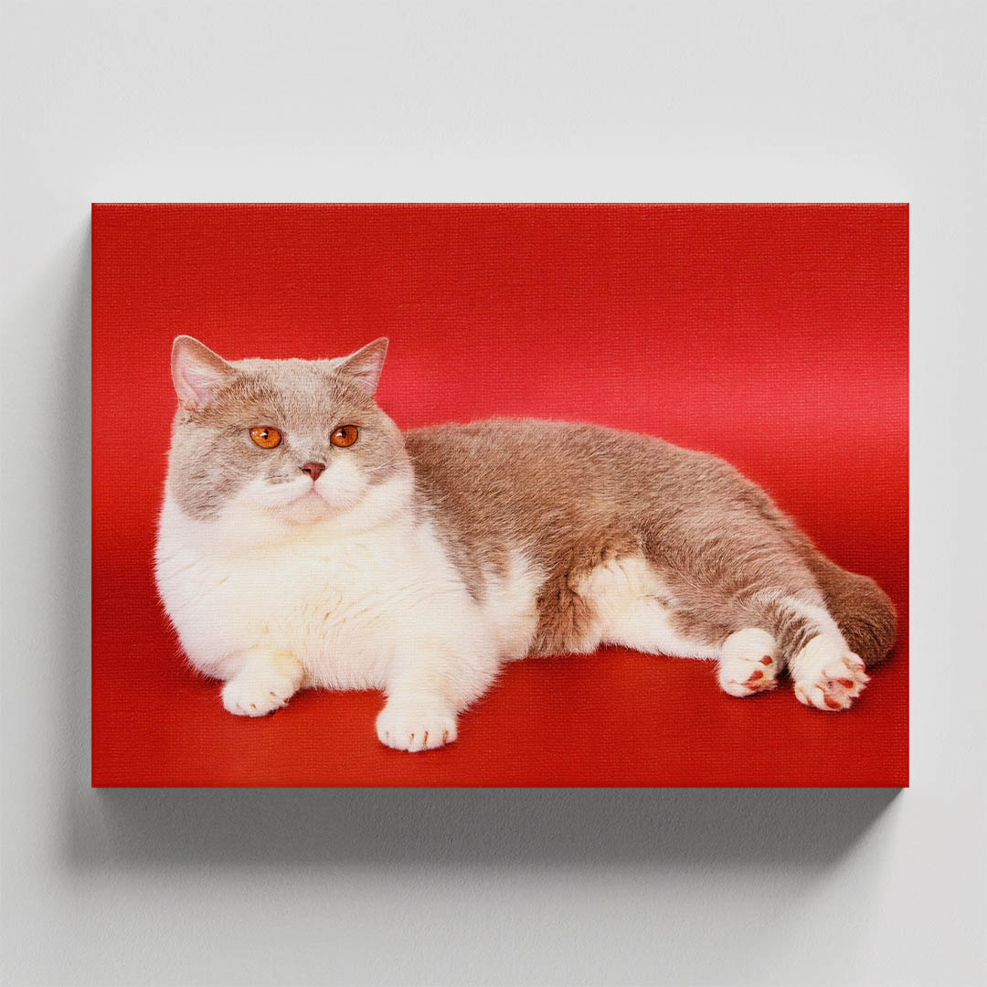 Cuadro Decorativo de Gato Gris y blanco #19  90 X 45