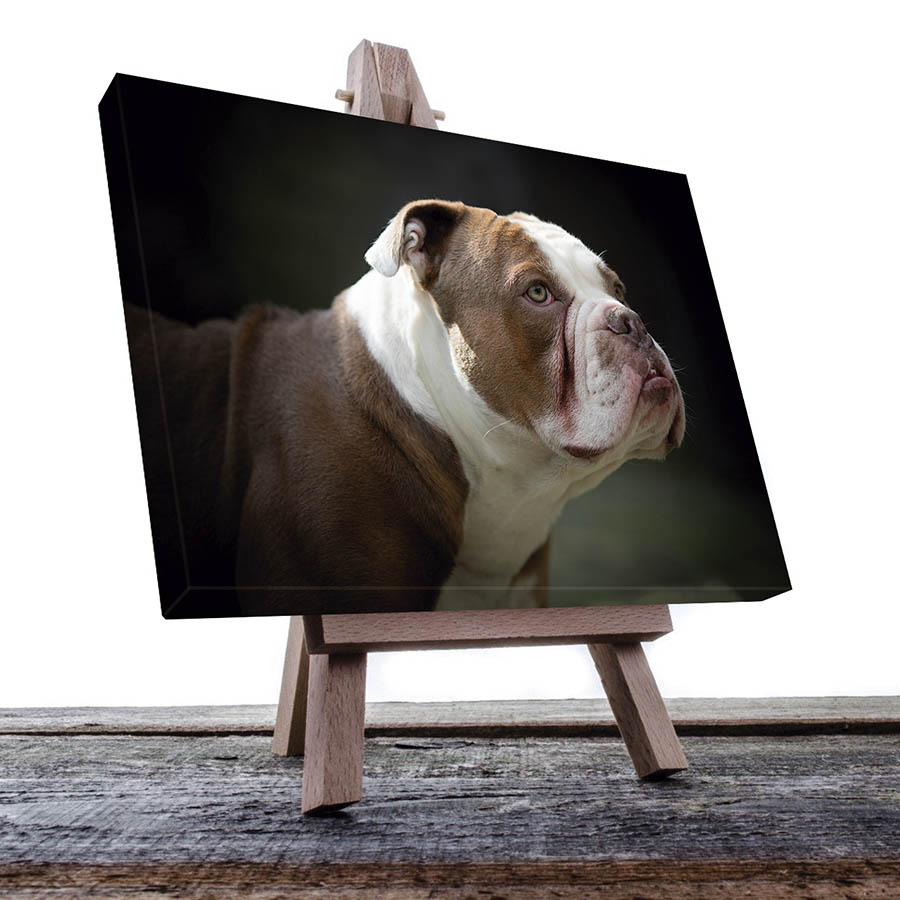 Cuadro Decorativo de Perro Buldog #06  90 X 60