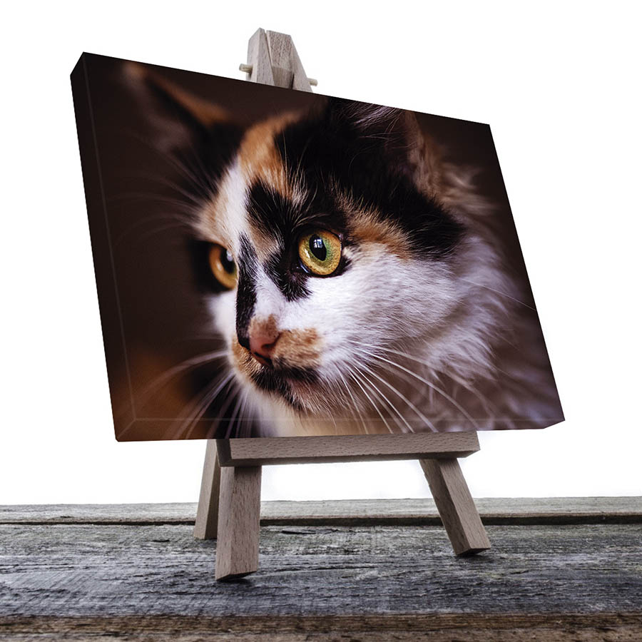 Cuadro Decorativo de Gato Banco, Café y Negro #08  60 X 40