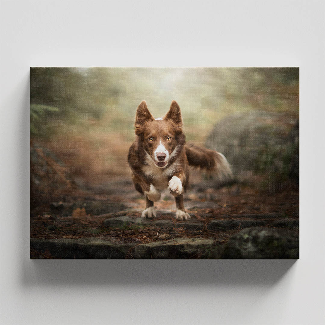 Cuadro Decorativo de Perro Borde Collie #33  90 X 45