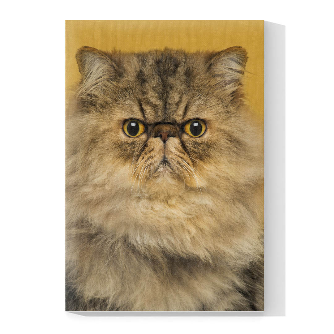 Cuadro Decorativo de Gato Persa Miel #547  90 X 45