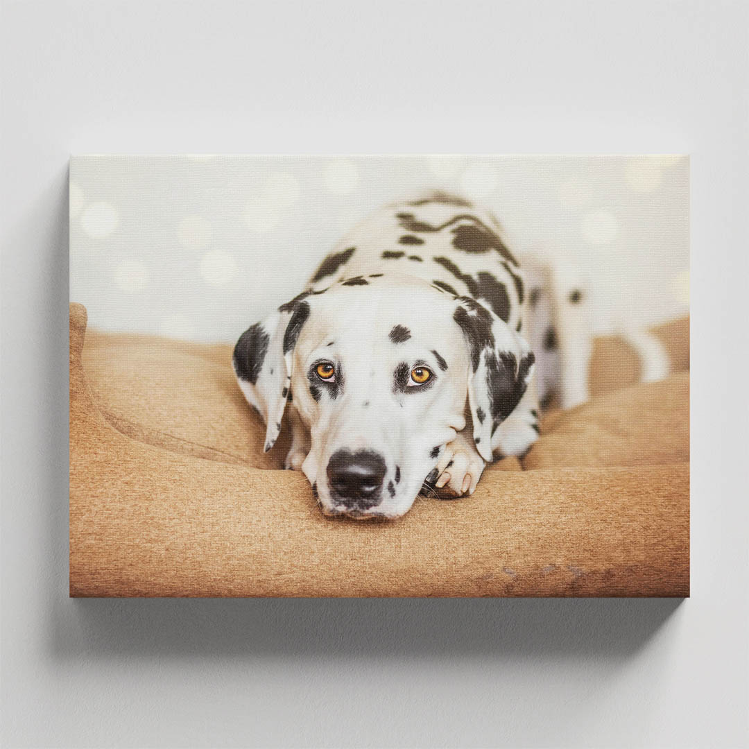 Cuadro Decorativo de Perro Dálmata #54  120 X 60