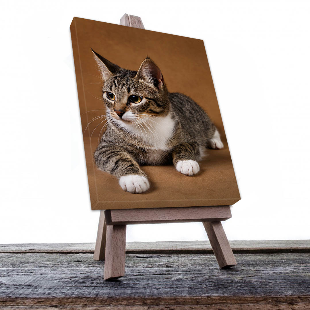Cuadro Decorativo de Gato Gris Atigrado con Patitas Blancas #509  60 X 40