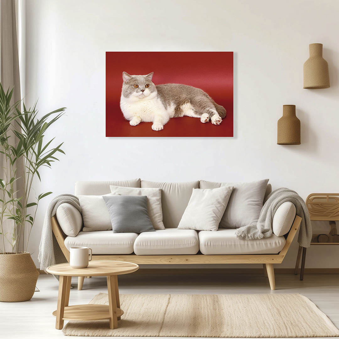 Cuadro Decorativo de Gato Gris y blanco #19  90 X 45