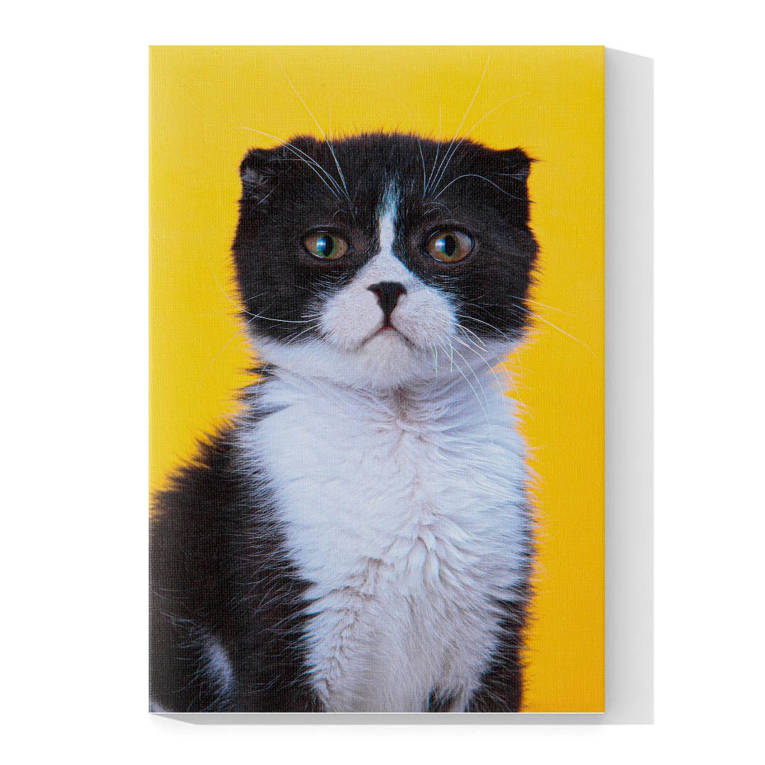 Cuadro Decorativo de Gato Negro con Blanco #503  120 X 60