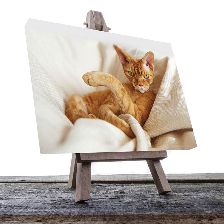 Cuadro Decorativo de Gato Café #23  135 X 90