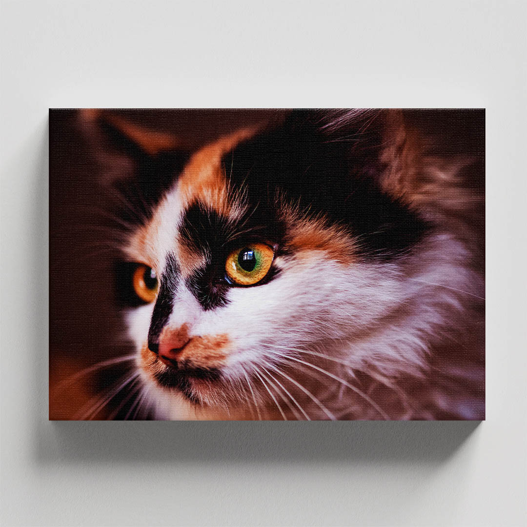 Cuadro Decorativo de Gato Banco, Café y Negro #08  60 X 40