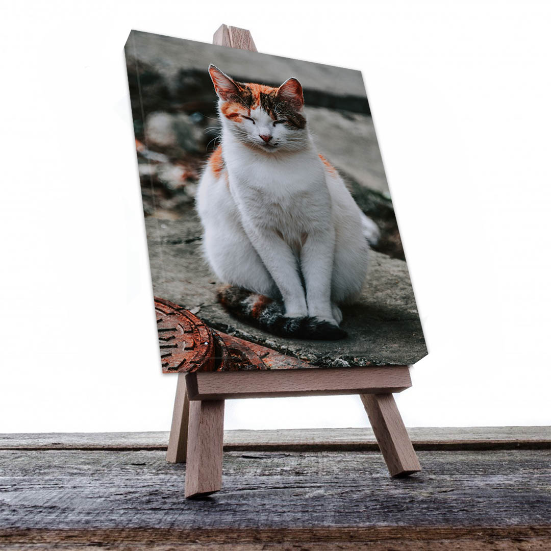 Cuadro Decorativo de Gato Blanco con Café #540  90 X 60