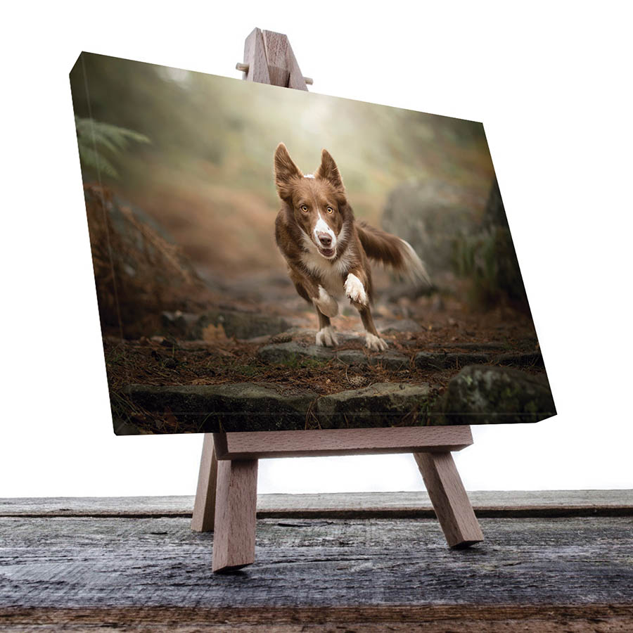 Cuadro Decorativo de Perro Borde Collie #33  90 X 45