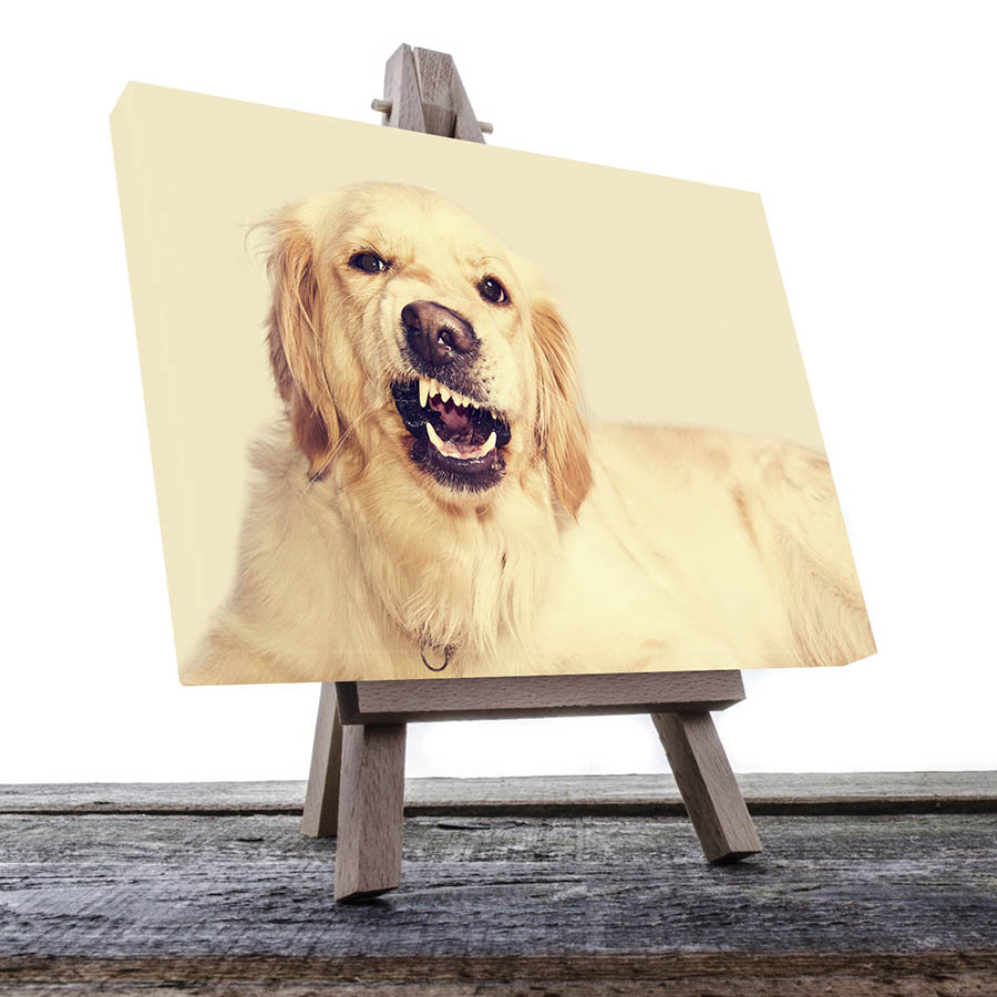 Cuadro Decorativo de Perro Golden #26  135 X 90