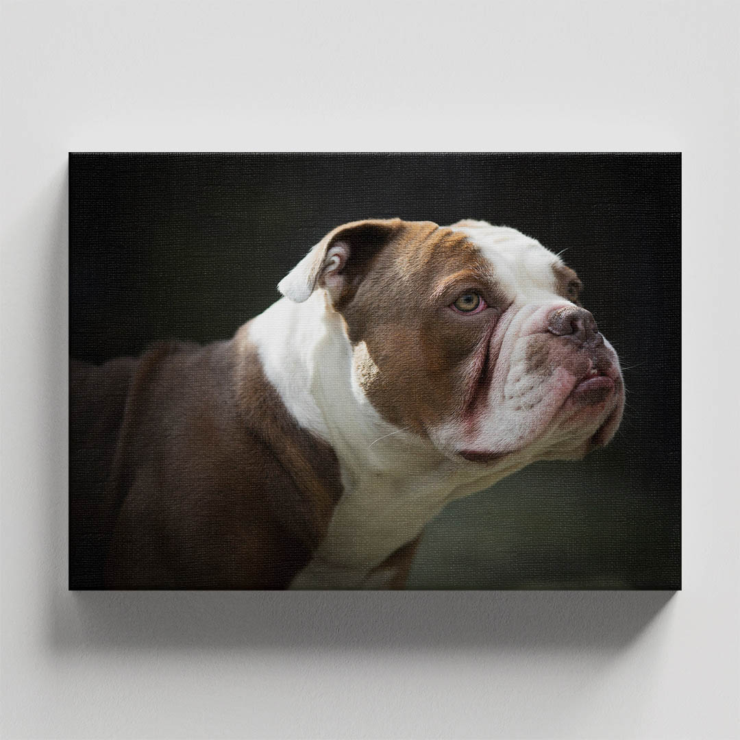 Cuadro Decorativo de Perro Buldog #06  90 X 60