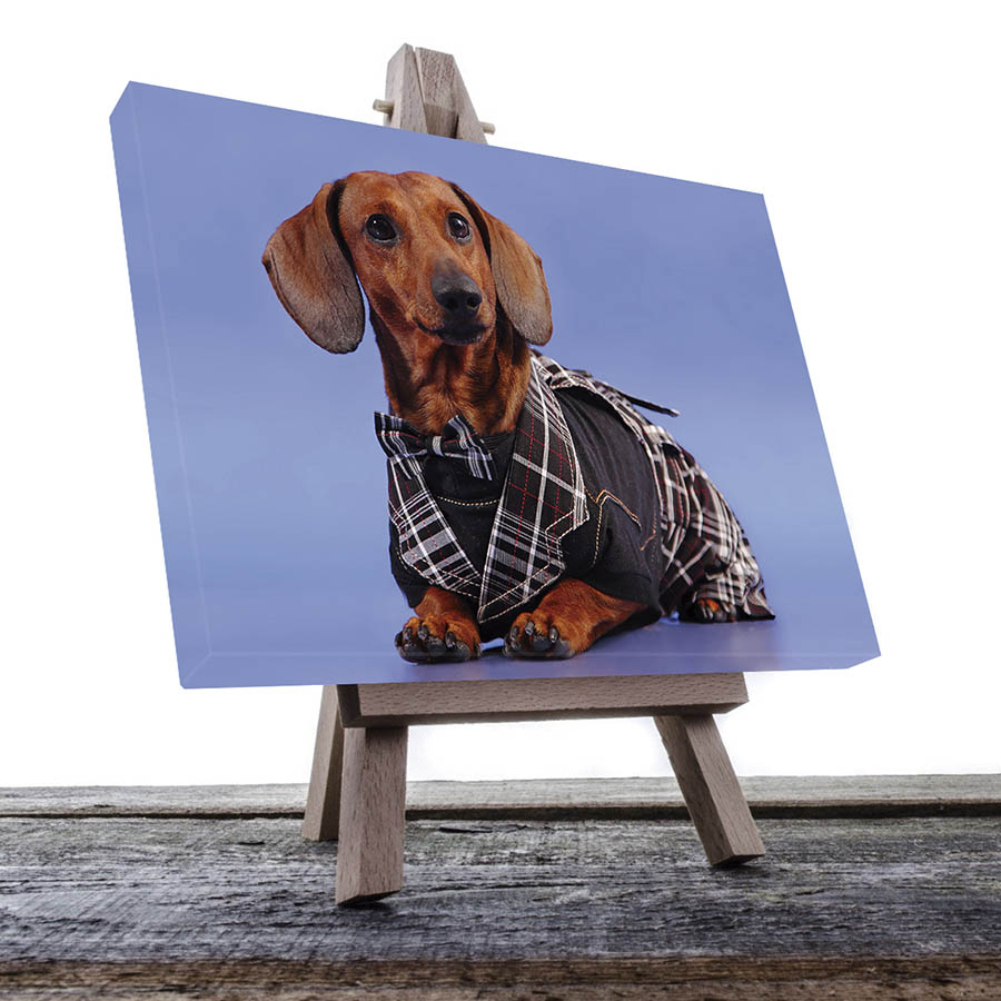 Cuadro Decorativo de Salchicha con Traje #18  90 X 45