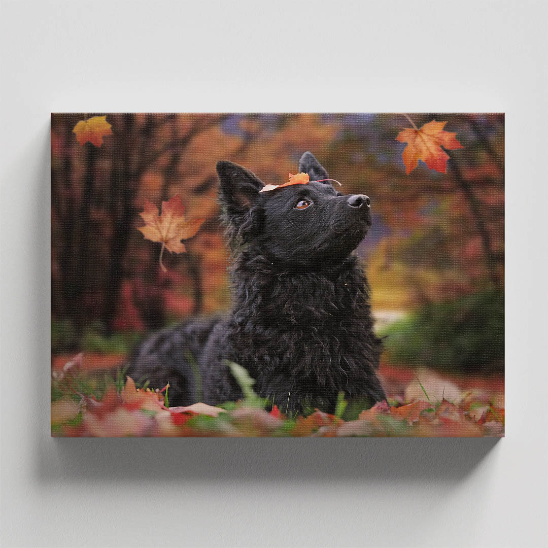 Cuadro Decorativo de Perro Pastor Croata #31  90 X 60