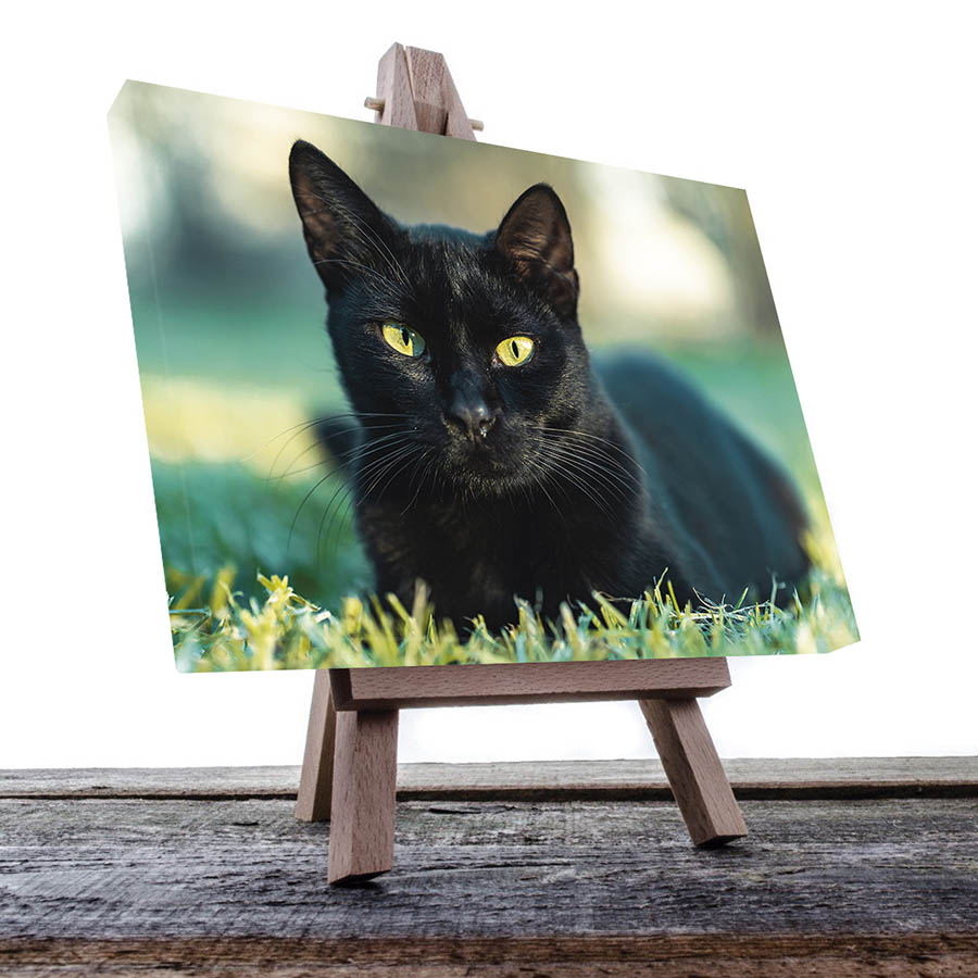 Cuadro Decorativo de Gato Negro #33  90 X 45