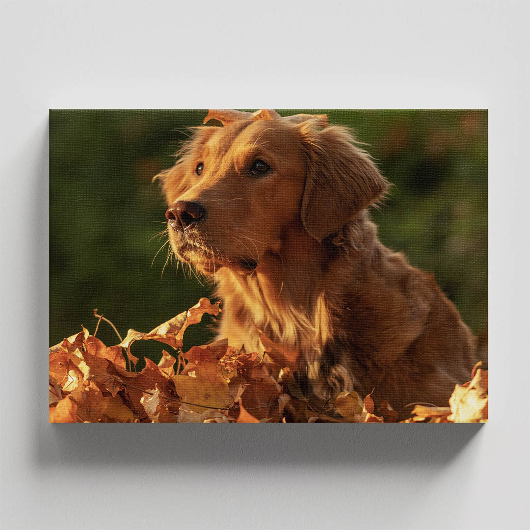 Cuadro Decorativo de Perro Golden Retriver #42  120 X 60