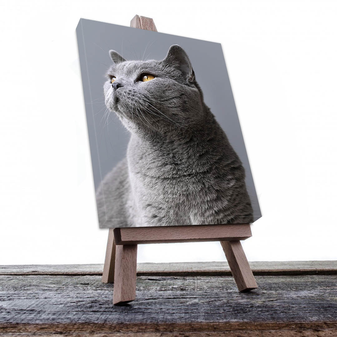 Cuadro Decorativo de Gato Gris #538  120 X 60
