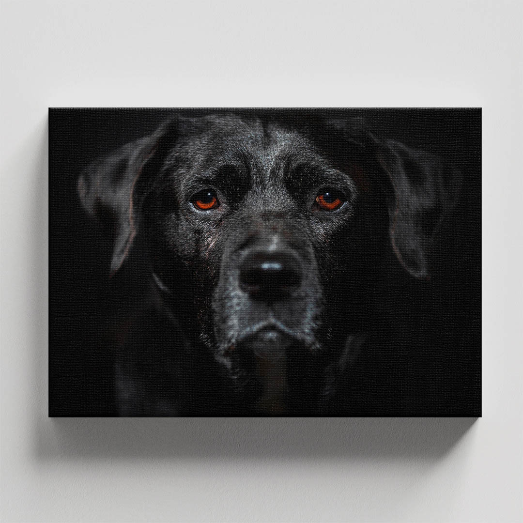 Cuadro Decorativo de Perro Labrador Negro #09  60 X 40