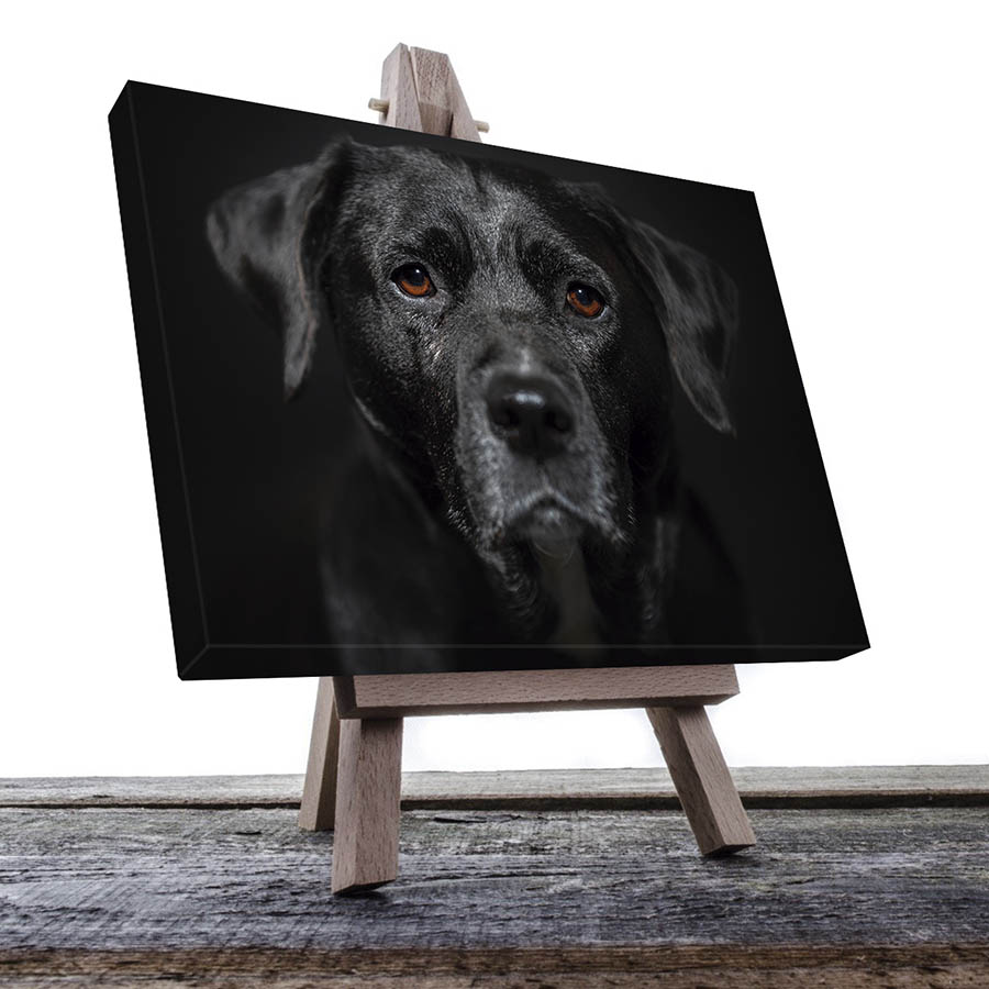 Cuadro Decorativo de Perro Labrador Negro #09  60 X 40