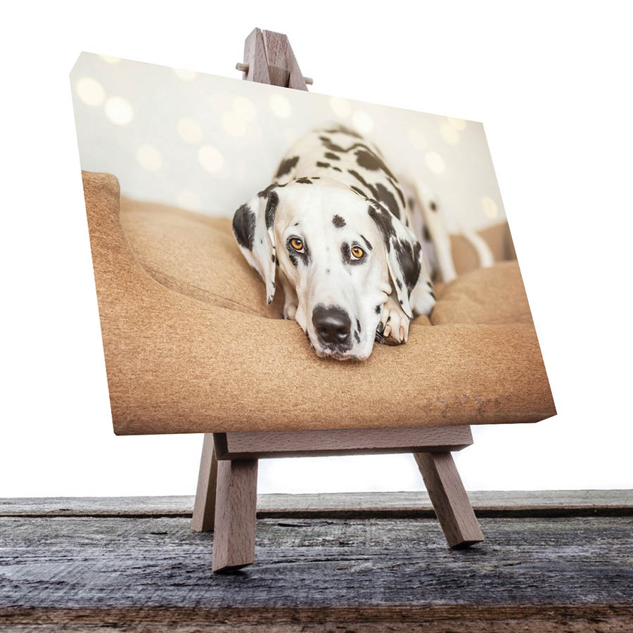 Cuadro Decorativo de Perro Dálmata #54  120 X 60