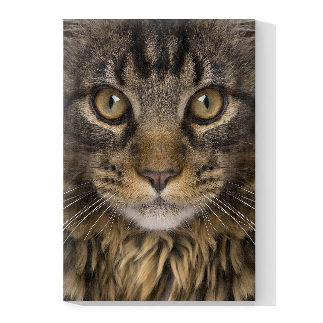 Cuadro Decorativo de Gato Gris Atigrado #535  135 X 90