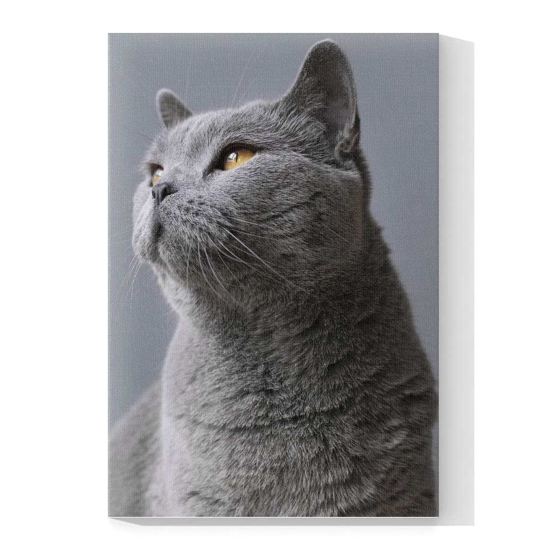 Cuadro Decorativo de Gato Gris #538  120 X 60