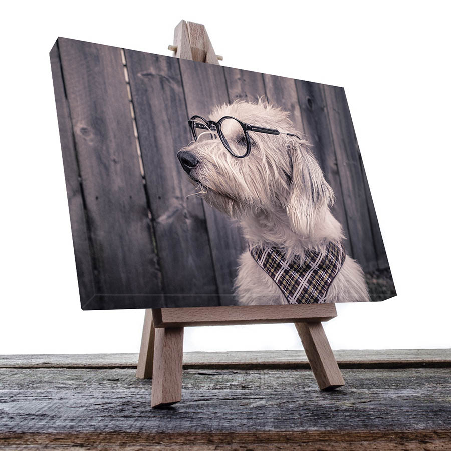 Cuadro Decorativo de Perro Terrier de Pastoreo con Lentes #52  120 X 60