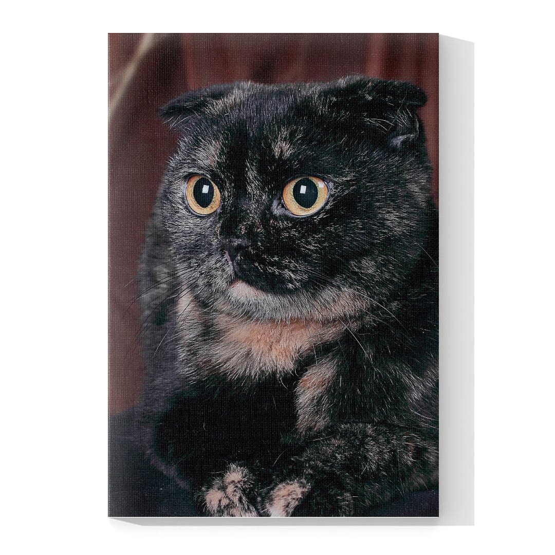 Cuadro Decorativo de Gato Persa Negro #549  120 X 60