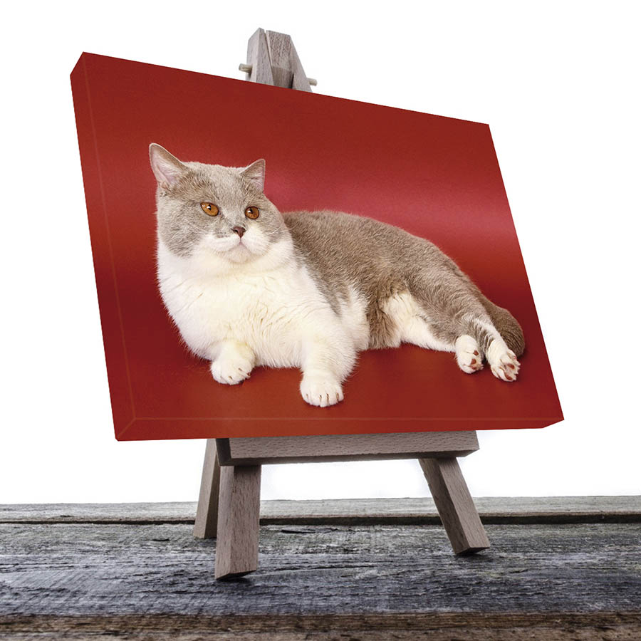 Cuadro Decorativo de Gato Gris y blanco #19  90 X 60