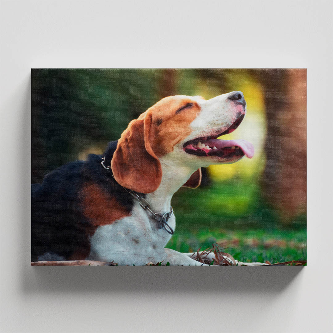 Cuadro Decorativo de Perro Beagle Riendo#32  135 X 90