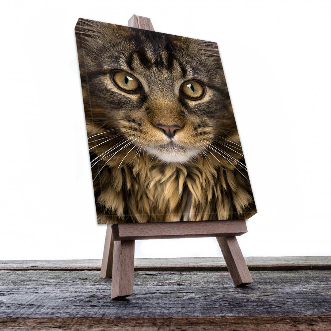 Cuadro Decorativo de Gato Gris Atigrado #535  135 X 90